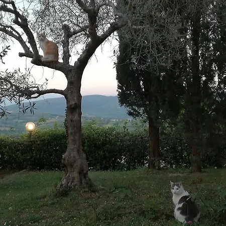 La Collina Di